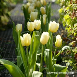 Long Blooming Tulip Collection -Plants Shop 38169 catherina single late tulip 1