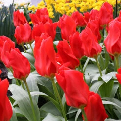 Long Blooming Tulip Collection -Plants Shop 38184 1
