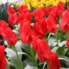 Red Emperor Tulip 2 Red Emperor Tulip -Plants Shop 38184