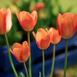 Perennial Tulip Collection -Plants Shop 38188 1