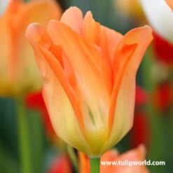 Perennial Tulip Collection -Plants Shop 38188
