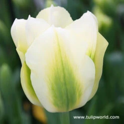 Tulip Cutting Garden Collection -Plants Shop 38190 1
