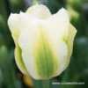Spring Green Viridiflora Tulips 2 Spring Green Viridiflora Tulips -Plants Shop 38190