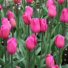 Barcelona Triumph Tulip 2 Barcelona Triumph Tulip -Plants Shop 38206