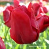 Escape Triumph Tulip 2 Escape Triumph Tulip -Plants Shop 38207