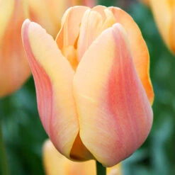 Apricot Foxx Triumph Tulip -Plants Shop 38208