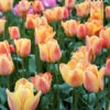 Apricot Foxx Triumph Tulip -Plants Shop 38208a