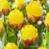 Banana Ice Cream Double Tulip -Plants Shop 38211 banana ice cream double tulip