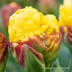 Banana Ice Cream Double Tulip -Plants Shop 38211 banana ice cream double tulip 2