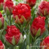 Strawberry Ice Cream Double Tulip -Plants Shop 38213 strawberry ice cream double tulip