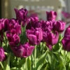 Passionale Triumph Tulip -Plants Shop 38217
