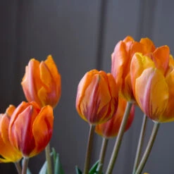 Princess Irene Triumph Tulip -Plants Shop 38220