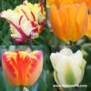 Tulip Cutting Garden Collection -Plants Shop 38259
