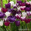 Purple Blend Tulip Mixture 2 Purple Blend Tulip Mixture -Plants Shop 38291