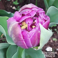 Purple Blend Tulip Mixture -Plants Shop 38291 purple blend tulip mix