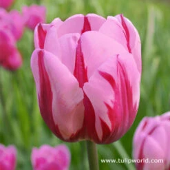 Pretty In Pink Tulip Collection -Plants Shop 38300 1