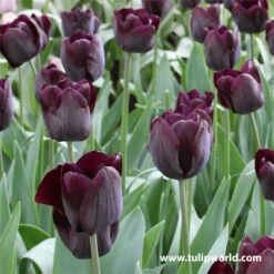Late Spring Blooming Tulip Collection 21 Late Spring Blooming Tulip Collection -Plants Shop 38304
