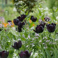 Late Spring Blooming Tulip Collection 24 Late Spring Blooming Tulip Collection -Plants Shop 38304 3