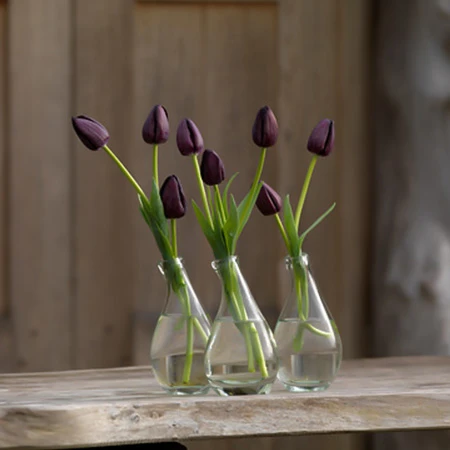 Late Spring Blooming Tulip Collection 12 Late Spring Blooming Tulip Collection - Image 10