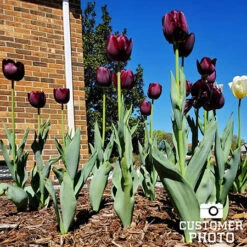 Late Spring Blooming Tulip Collection 26 Late Spring Blooming Tulip Collection -Plants Shop 38304 queen of night tulips