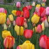 Mixed Triumph Tulip Jumbo Bag -Plants Shop 38312