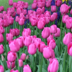 Pretty In Pink Tulip Collection -Plants Shop 38314 1