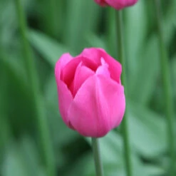 Pretty In Pink Tulip Collection -Plants Shop 38314