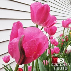 Don Quichotte Tulip Super Pack 9 Don Quichotte Tulip Super Pack -Plants Shop 38314 don quichotte tulips 2 1