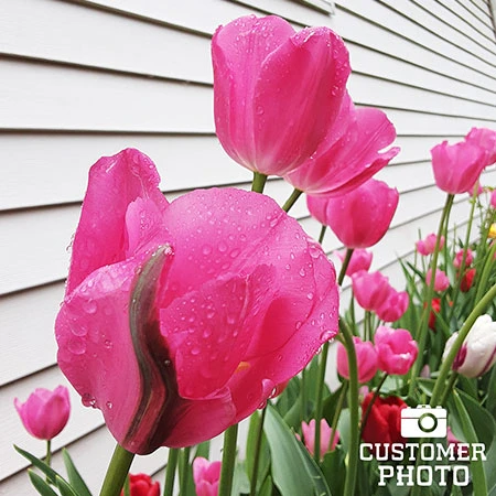 Don Quichotte Tulip Super Pack 6 Don Quichotte Tulip Super Pack - Image 4