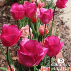 Pretty In Pink Tulip Collection -Plants Shop 38314 don quichotte tulips 3
