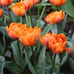 Long Blooming Tulip Collection -Plants Shop 38323 1 1
