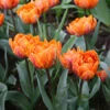 Orca Double Tulip 2 Orca Double Tulip -Plants Shop 38323 1