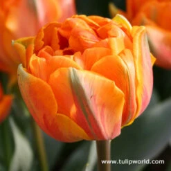 Long Blooming Tulip Collection -Plants Shop 38323 3