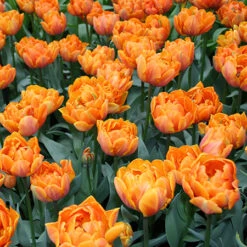 Long Blooming Tulip Collection -Plants Shop 38323 4