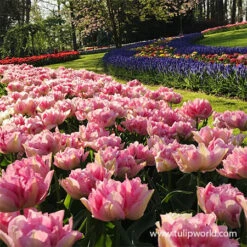 Late Spring Blooming Tulip Collection 29 Late Spring Blooming Tulip Collection -Plants Shop 38337 double pink tulip 1