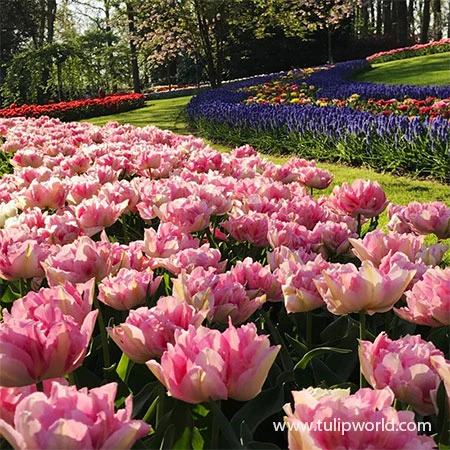 Late Spring Blooming Tulip Collection 16 Late Spring Blooming Tulip Collection - Image 14