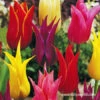 Lily Flowering Tulip Mix -Plants Shop 38344 lily flowering tulip mix
