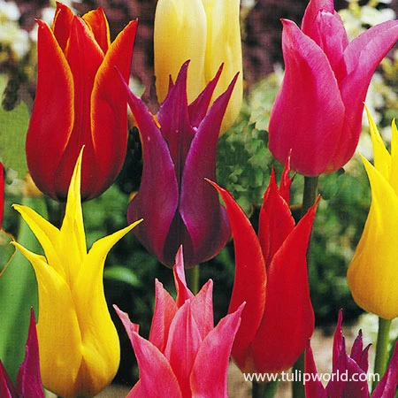 Lily Flowering Tulip Mix 3 Lily Flowering Tulip Mix