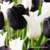 Black & White Tulip Blend 2 Black & White Tulip Blend -Plants Shop 38346 black and white tulip blend