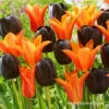Orange & Black Tulip Mix -Plants Shop 38348 orange and black tulip blend