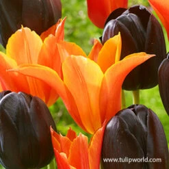 Orange & Black Tulip Mix -Plants Shop 38348 orange and black tulip blend 2