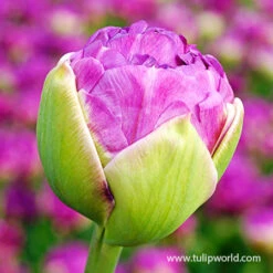 Exquisite Double Late Tulip 5 Exquisite Double Late Tulip -Plants Shop 38349 exquisite double late tulip 2