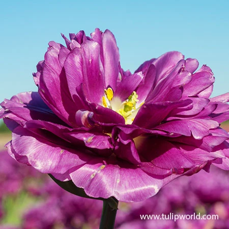 Exquisite Double Late Tulip 3 Exquisite Double Late Tulip