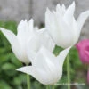 White Triumphator Lily Flowering Tulip -Plants Shop 38350 white triumphator lily flowering tulip
