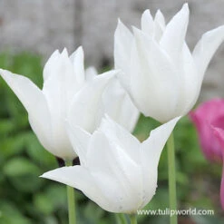 White Triumphator Lily Flowering Tulip