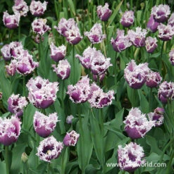 Cummins Fringed Tulips -Plants Shop 38352 cummins fringed tulips 2