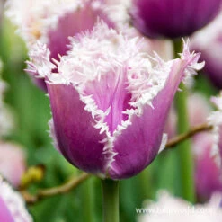 Cummins Fringed Tulips -Plants Shop 38352 cummins fringed tulips 3