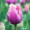 Cummins Fringed Tulips -Plants Shop 38352 cummins fringed tulips 4