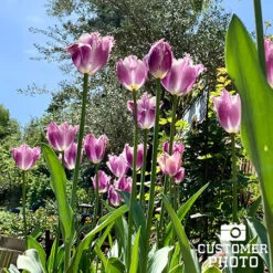 Cummins Fringed Tulips -Plants Shop 38352 cummins fringed tulips 5