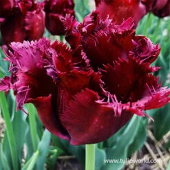 Vincent Van Gogh Fringed Tulip -Plants Shop 38353 gorilla 2